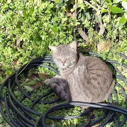 Der Camping-Kater Lorenzo fühlte sich bei uns sichtlich wohl