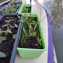 Vicky took stock of what bulbs had come up in our roof planters. No flowers yet.