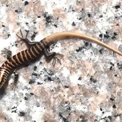 Skink in Wat Phra Thong