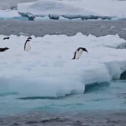 Dive or Partial Flip?