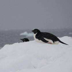 Adelies Chilling on Iceberg