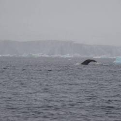 Humpback Whale