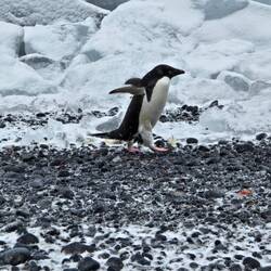 Adelie Penguin