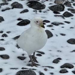 Snowy Sheathbill