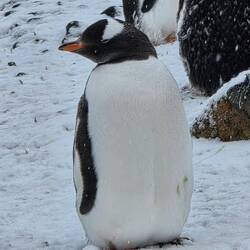 Gentoo Penguin