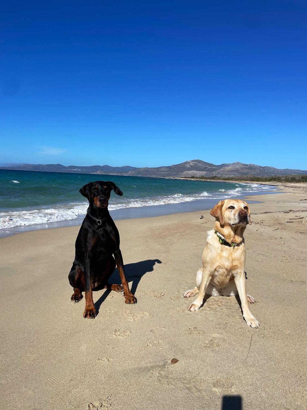 Kato Nissi Beach und unsere 🐾Girls🐾💞