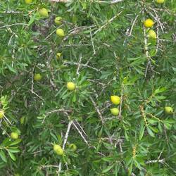 Arganbaum schon mit Früchten.