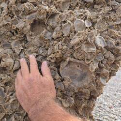 Muschelversteinerungen