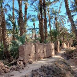 Spaziergang in der Oase