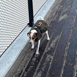 Louie ist genau so ein Brückenschissie wie Rudi 🫨