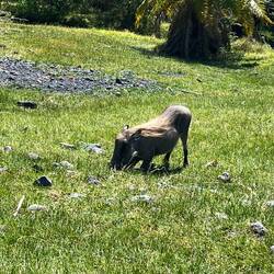 Pumba/ Paul/ oder warzenschwein beim fressen... auf den Knien muss man sich weniger bücken 👌🏻