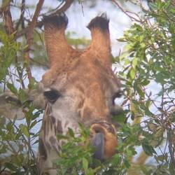 Diese erinnert mich an meine Oma - sie gerne vorgeführt wie ihre 👅 bis zur 👃 reicht