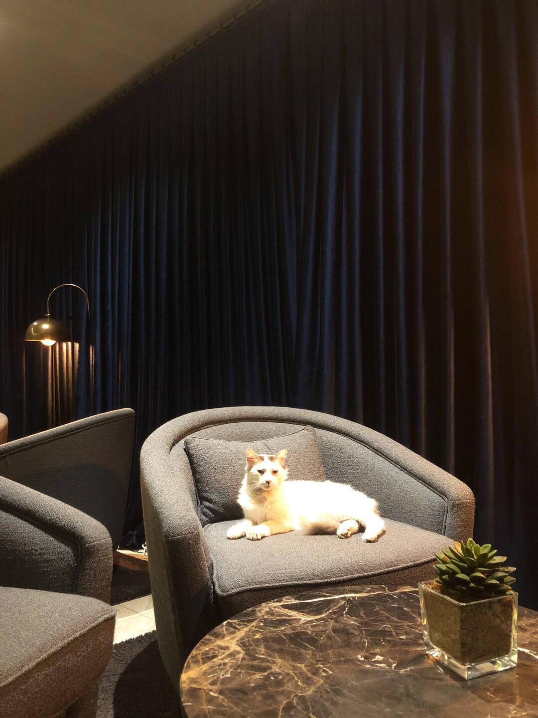 Hotelkatze
