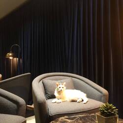 Hotelkatze