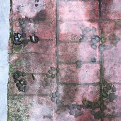 Verewigte Spuren der Königinnen Istanbuls 😼