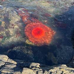 eine grosse Feuerqualle am Strand