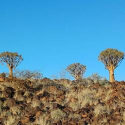 im wohl weltgrössten Köcherbaumwald