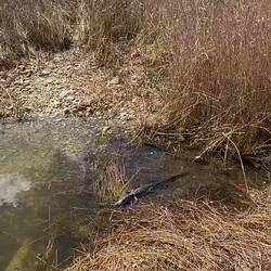 2 kleine ... von der Mutter keine Spur.... aber überall Alligator Alleys....