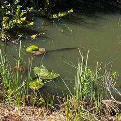 Fische ohne Ende in den Gewässern