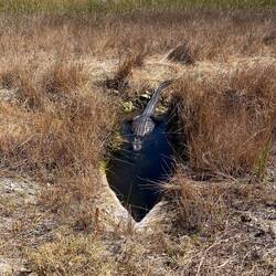 Die Alligatoren nutzen die Verbindungsrohre um den Radweg zu "unterqueren"🤪