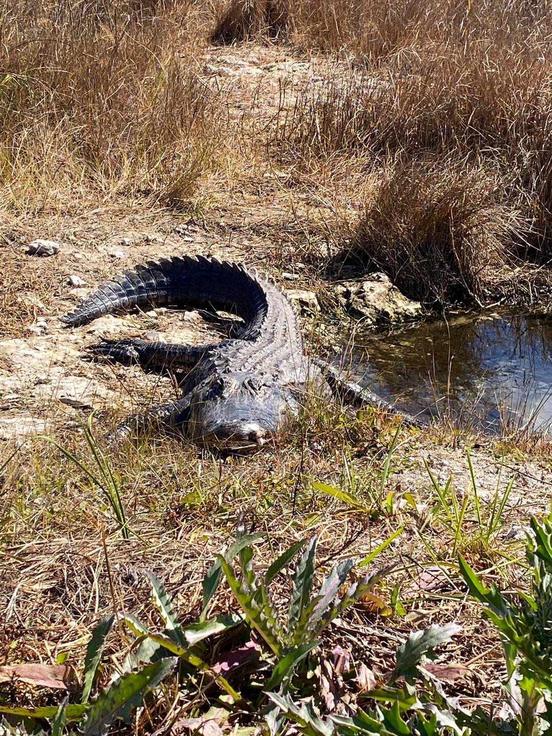 Ein stattliches Exemplar ganz zu Beginn...