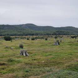 The dead trees that convicts had previously felled