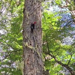 [VIDEO] Hier hämmert der sog. Riesenspecht ganz schön 🐦‍🔥