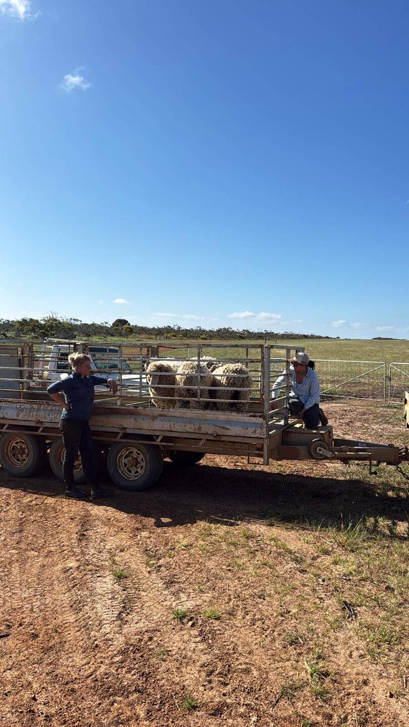 Ein paar verwilderte Schafe 🐑