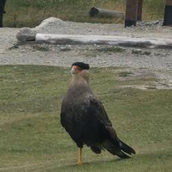 Bird seen near the Most Southerly Post office