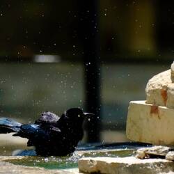 Der einzige, der den Brunnen am Plaza ergiebig nutzt