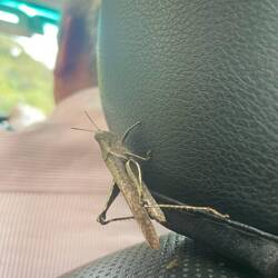 Blinder Passagier im Pickup Bus