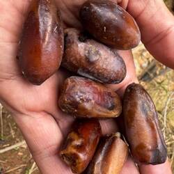 Lecker, lecker. Da habe ich sicher 3-4 so Hände gegessen 🤤