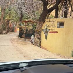 Die Bäumen blühen schon leicht 😂😂🫶❤️💫