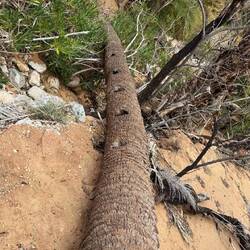 Die hat sich schlafen gelegt...