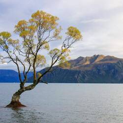 Wanakas "Instagrambaum"