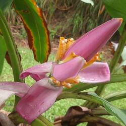 Fleur de bananier
