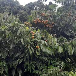 Champ de Longan délicieux fruits