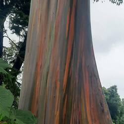 Un eucalyptus arc-en-ciel