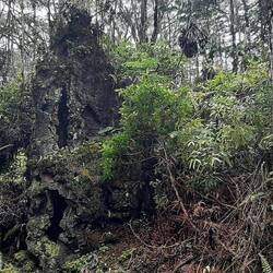 Un arbre qui a été brûlé par la lave