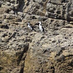Terns on the rocks