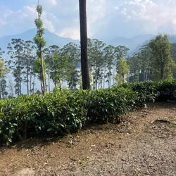 Back to tea and mountains