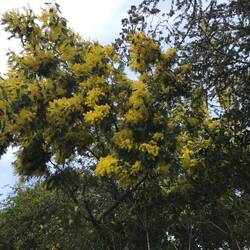 Notre mimosa en fleur