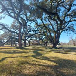 Vom Tor in Richtung Haus die Allee.