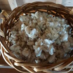 Baumwolle, die schwarzen Punkte sind der Samen der weg muß.