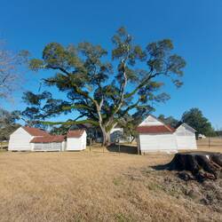 Für den Schatten noch ein Bäumchen gepflanzt.