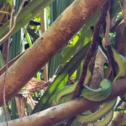 Schlange schläft im Baum