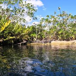 a crocodile chilling