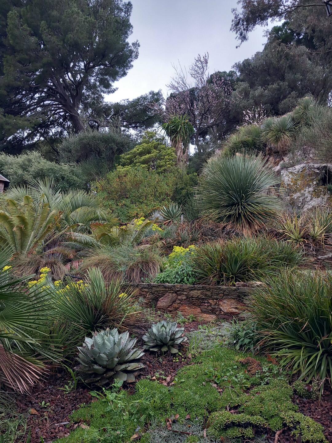 Vers le château de Bormes les Mimosas