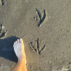 ...mein Huf in Vergleich mit einem Pelikan - die Vögelchen sind wirklich groß 🤔