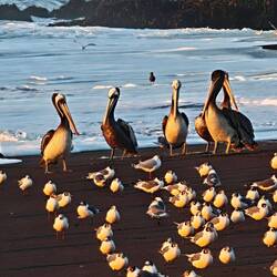 Pelikane - zu Hunderten am Strand